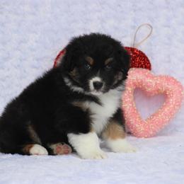 August - Black tri-color male Australian Shepherd puppy in Circleville, Utah from Canyon Creek Aussies