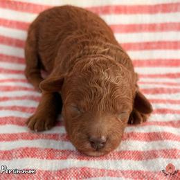 Persimmon - Red  female Poodle puppy in Florida from Rouge Poodles