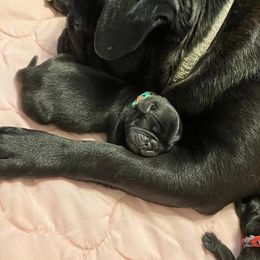 Patsy Cline Pug - Black female Pug puppy in Salem, Oregon from Loda's Pugs
