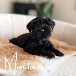 Montana AKC - Black female Miniature Schnauzer puppy in Victorville, California from West Coast Royal Miniature Schnauzer