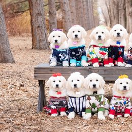 German Shepherd and Golden Retriever Puppies from Sweetheart Therapy Dogs LLC