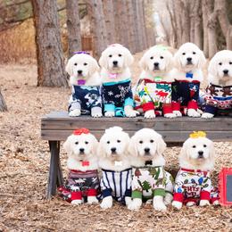 German Shepherd and Golden Retriever Puppies from Sweetheart Therapy Dogs LLC