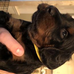 Boy 3 - Gordon Setter puppy in North Carolina from Hopper Grass Gordon Setters