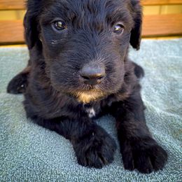 Bernedoodle and Siberian Husky Puppies from Timberline Paws