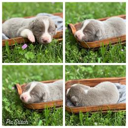 Lilac 3- smooth - 1650 - Lilac male Border Collie puppy in Nashville, Arkansas from Whisenhunt Farms
