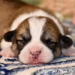 Oak - Red male Pembroke Welsh Corgi puppy in East Canton, Ohio from Victorian Farms