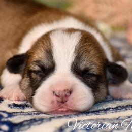 Oak - Red male Pembroke Welsh Corgi puppy in East Canton, Ohio from Victorian Farms