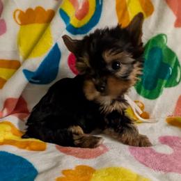 Kally - Black and tan female Yorkshire Terrier puppy in Gatesville, Texas from KontryKritterz Yorkies