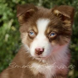 Woody - Red tri-color male Australian Shepherd puppy in Grapeland, Texas from Smokin K Aussies