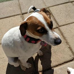 Phoenix - Parson Russell Terrier