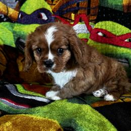Petey - Ruby male Cavalier King Charles Spaniel puppy in Nevada, Missouri from Lee's Backroad Fur Babies
