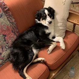 Paris - Black tri female Miniature Australian Shepherd puppy in Daytona Beach, Florida from Mossy Mountain Aussies