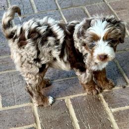 Jasper - Red merle male Aussiedoodle puppy in Charlestown, Indiana from Forever Aussies and A Doodle