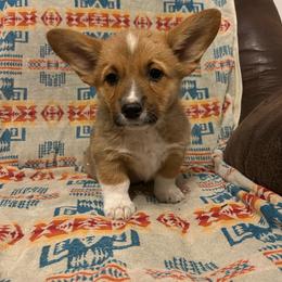 Skipper - Red male Pembroke Welsh Corgi puppy in Maupin, Oregon from Bailey Nannini