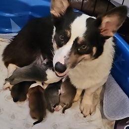 Pembroke Welsh Corgi Puppies from STR Corgis