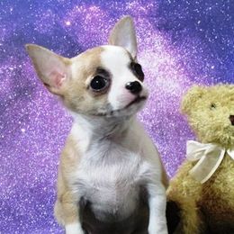 Chihuahuas from Dynasty Farms AKC Chihuahuas