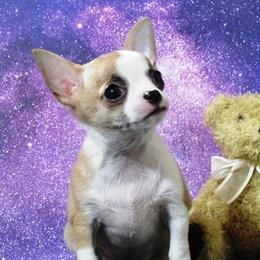 Chihuahuas from Dynasty Farms AKC Chihuahuas