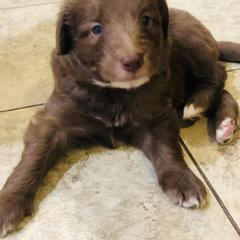 Bordoodle Puppies from Korbella Farm