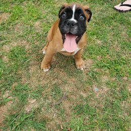 Boxer Puppies from SmashBox Kennel