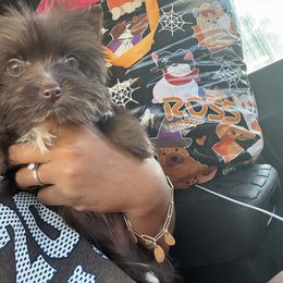 Girl 2 - Liver female Yorkshire Terrier puppy in Mobile, Alabama from Ace of Spades Yorkies