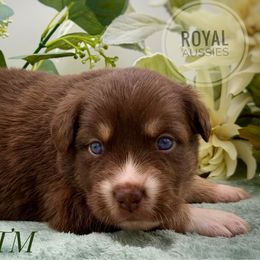 Garnet - Red tri-color male Australian Shepherd puppy in Petersburg, Indiana from Royal Aussie’s