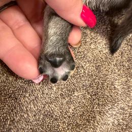 Motley - Fawn male Pug puppy in Milam, West Virginia from Vaubel Country Pugs