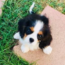 Kelton Cavaliers  breeder of Cavalier King Charles Spaniel
