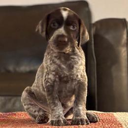 German Shorthaired Pointer Puppies from Endersgame GSPs