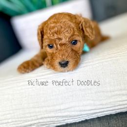 Johnny- Blue Collar - Red male Cavapoo puppy in St George, Utah from Picture Perfect Doodles