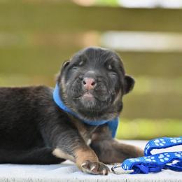 Koda - Black and red male German Shepherd puppy in Nacogdoches, Texas from Vom Hausgladfel