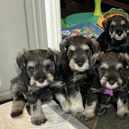 Miniature Schnauzer Puppies from Aurora Miniature Schnauzers