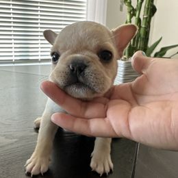 French Bulldogs from Grace