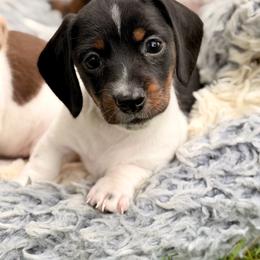 Girl 1 - Piebald female Dachshund puppy in Hollidaysburg, Pennsylvania from Weenie Bros