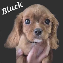 Black - Ruby male Cavalier King Charles Spaniel puppy in Glendale, Arizona from Comforting Cavaliers