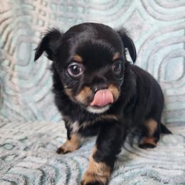 Spunky - Black and tan female Chihuahua puppy in Goodman, Missouri from Jessica's Dashing Dachsunds and Chihuahuas
