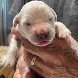 Louie - Light golden male Golden Retriever puppy in Ennis, Texas from Amberidge Golden Retrievers