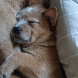 Australian Cattle Dog Puppies from FullMoon Cattle Dogs
