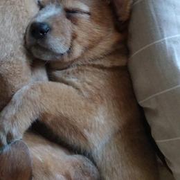 Australian Cattle Dog Puppies from FullMoon Cattle Dogs