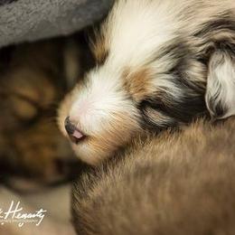 Shetland Sheepdog Puppies from Shirehill Shelties