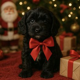 Girl 1 - Black and white female Cockapoo puppy in Marshall, Arkansas from Darling Doodles and Cockapoos