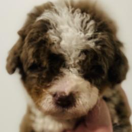 Bernedoodle Puppies from Bernied00dle Love