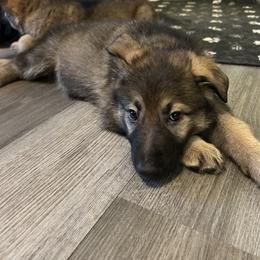 German Shepherd Puppies from Scenic City Shepherds