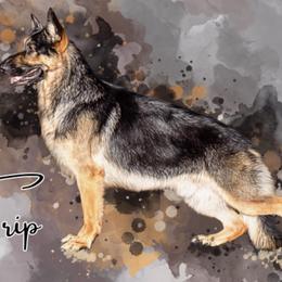 Trip - German Shepherd