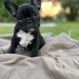 French Bulldog Puppies from Fair Towne Frenchies