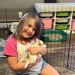 Chihuahua Puppies from Rossmoyne Chihuahuas