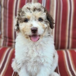 Aussiedoodles from Kiwi Aussiedoodles