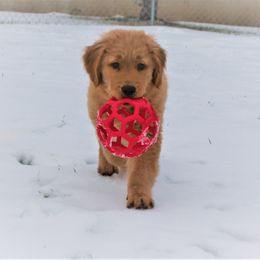 Golden Retriever Puppies from Maywood Goldens
