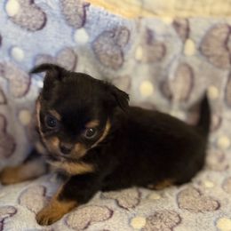 Versace - Black and tan Chihuahua puppy in Hicksville, New York from Seaside Chihuahuas LLC