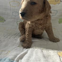 Goldendoodle Puppies from Cassie Farms