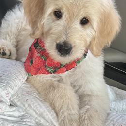 Aussiedoodles and Goldendoodles from Standard Goldendoodle and Doodles
